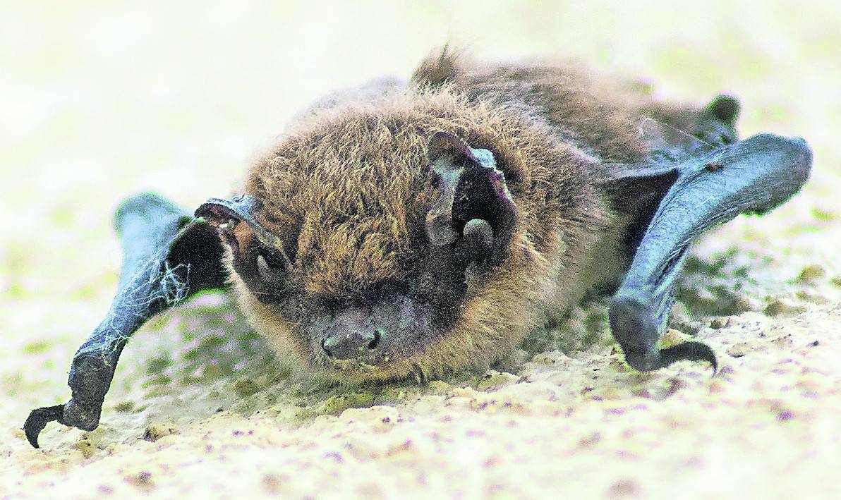 Fledermäuse sind faszinierend, aber auch vom Aussterben bedroht. Bei der zweiten „Batnight“ in Dülken erfährt man viel Interessantes über die „Kobolde der Nacht“.