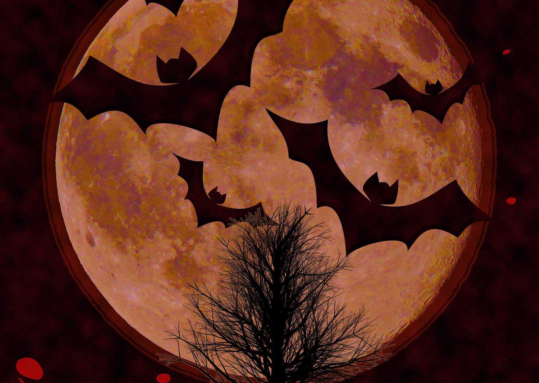 Die NABU-Gruppe Meerbusch beteiligt sich 2019 erstmalig mit einer eigener Veranstaltung an der weltweiten „Batnight“.