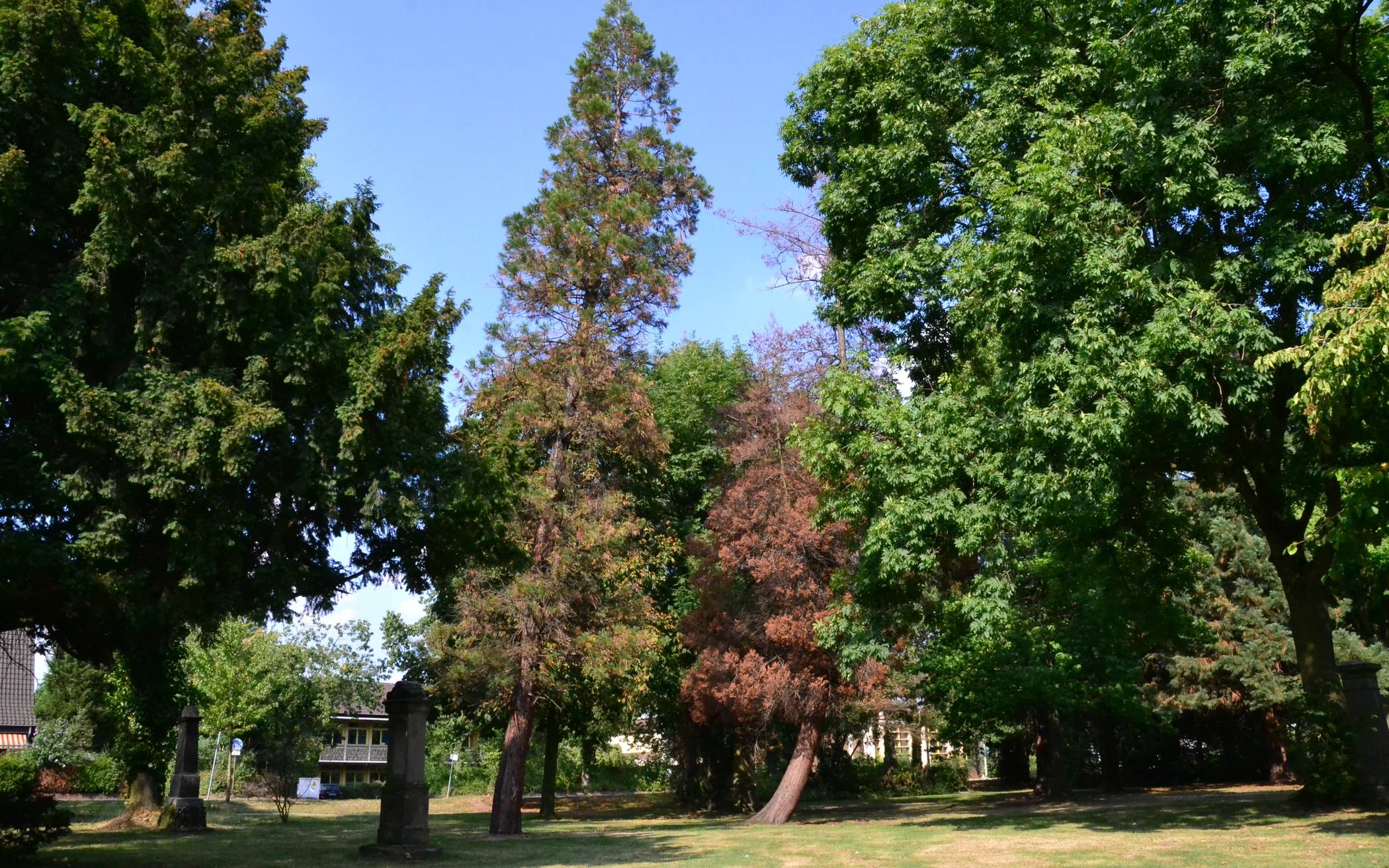 Die anhaltende Hitze und der ausbleibende