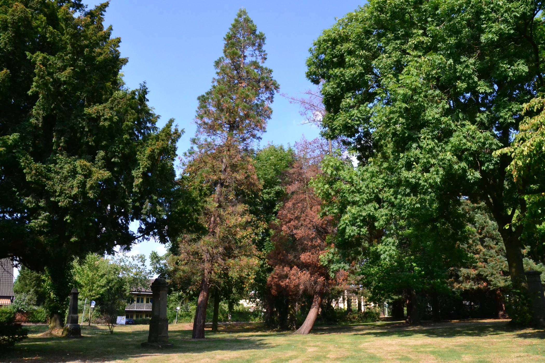  Die anhaltende Hitze und der ausbleibende Regen in diesem Sommer haben auch auf dem alten Dorffriedhof in Friemersheim „Baum-Opfer“ gefordert. Hätte dies nicht verhindert werden können, sogar müssen? 