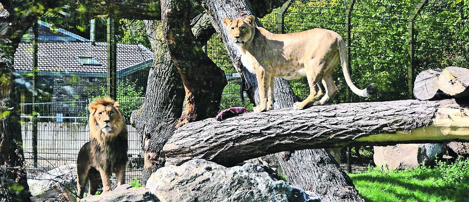 Die Löwen haben das neue Gelände schon gut angenommen.