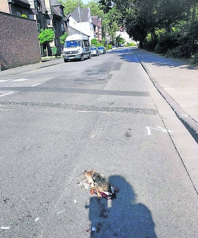 Wer macht so etwas?, fragt sich nicht nur Tierschützerin Anja L.