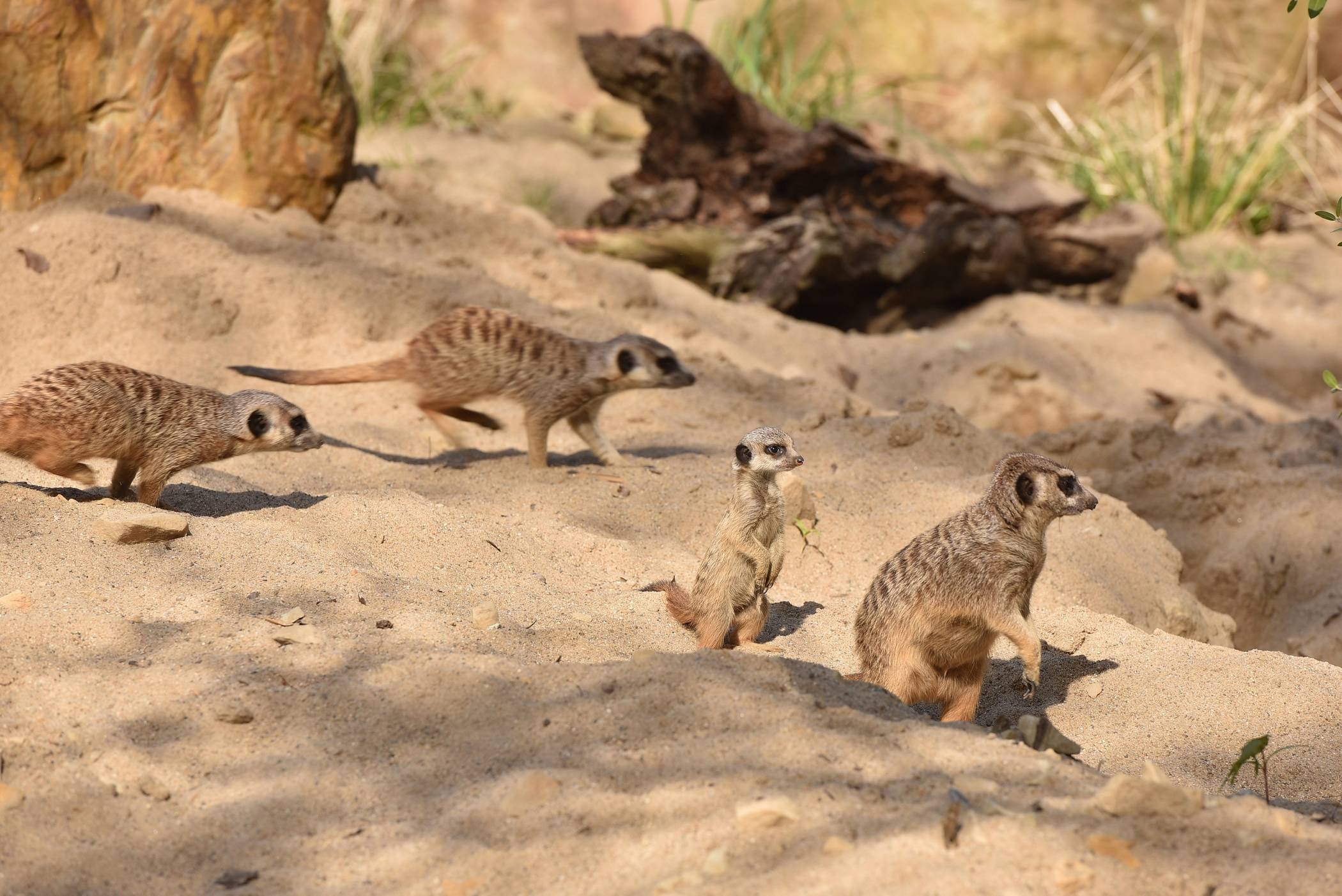 Heute im Zoo Krefeld: Vortrag über Erdmännchen in der Kalahari