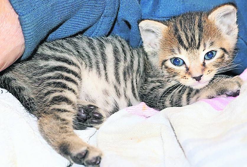 Timmi (oben) wurde von seiner Mutter fallen- und liegengelassen, zwei Tage später wurde auch sein Schwesterchen Lotta (unten) gefunden. Nun sind beide in der Obhut des Tierschutzvereins Kamp-Lintfort und Umgebung.