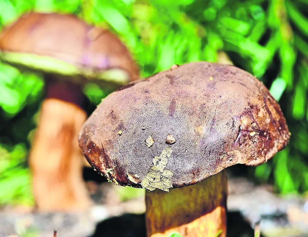 Der Steinpilz ist nicht nur essbar, er darf außerhalb von Naturschutzgebieten auch in kleinen Mengen gesammelt werden.