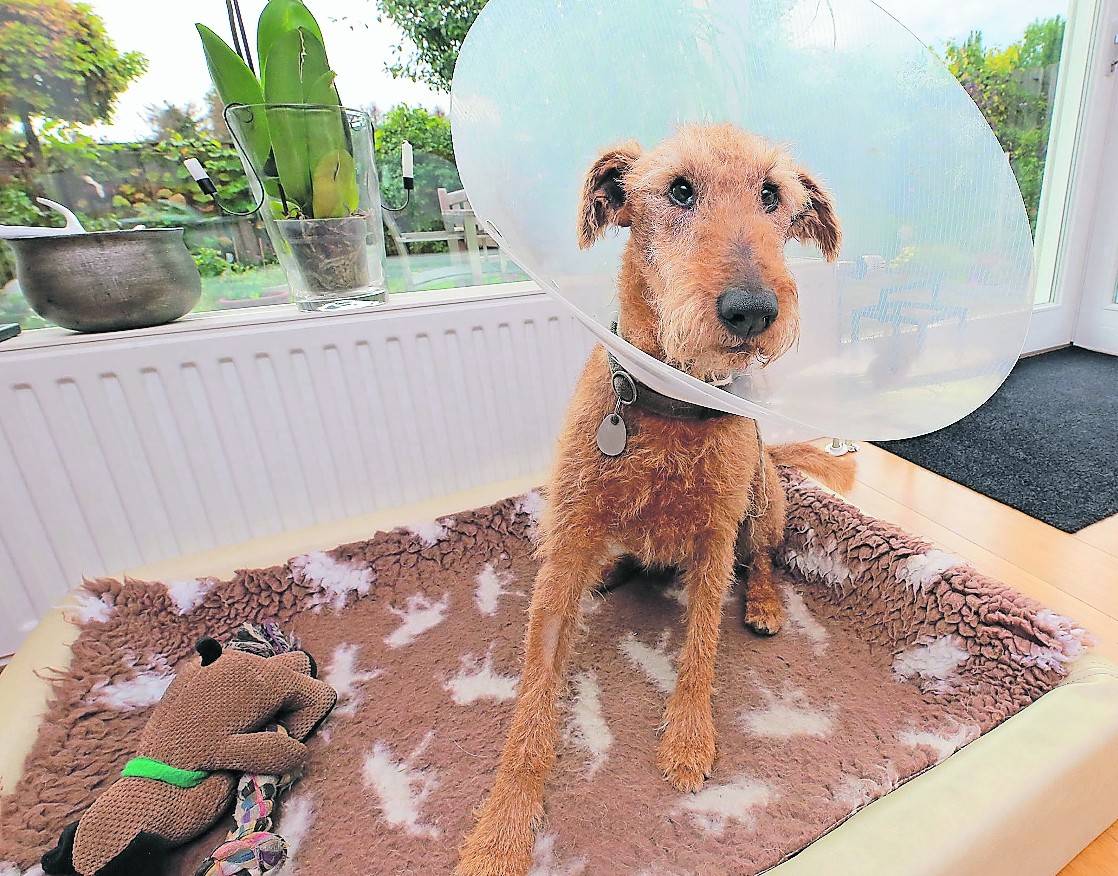 Hund Leo muss noch eine weitere Woche die Halskrause tragen.