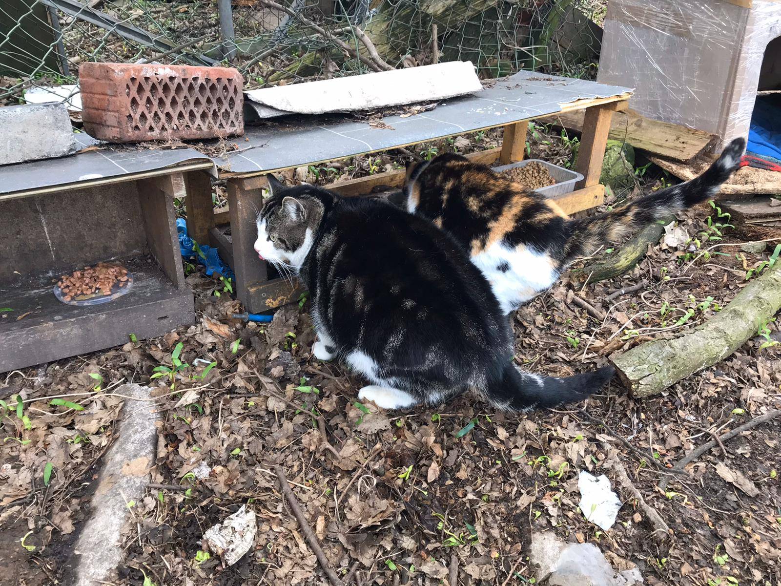 Für die Streunerkatzen beginnt nun die härteste Zeit des Jahres. Der Tierschutzverein versorgt zahlreiche Futterstellen und würde gerne Winterboxen aufstellen.