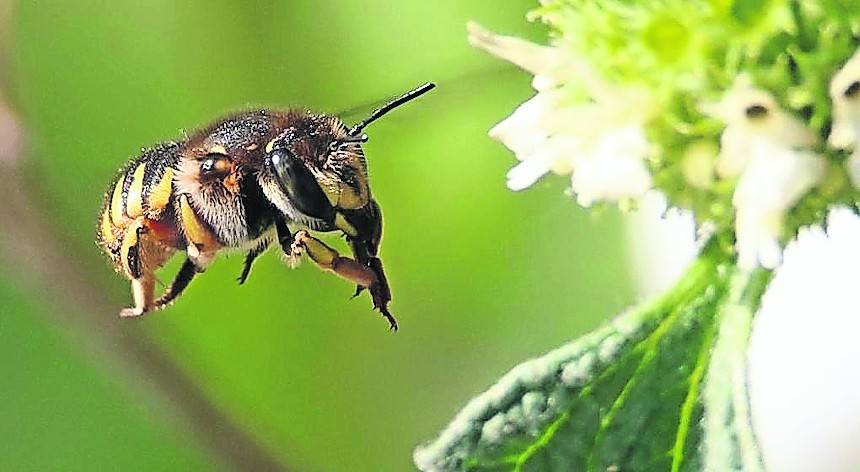  Die Wollbiene im Dülkener Kesselsgarten. 