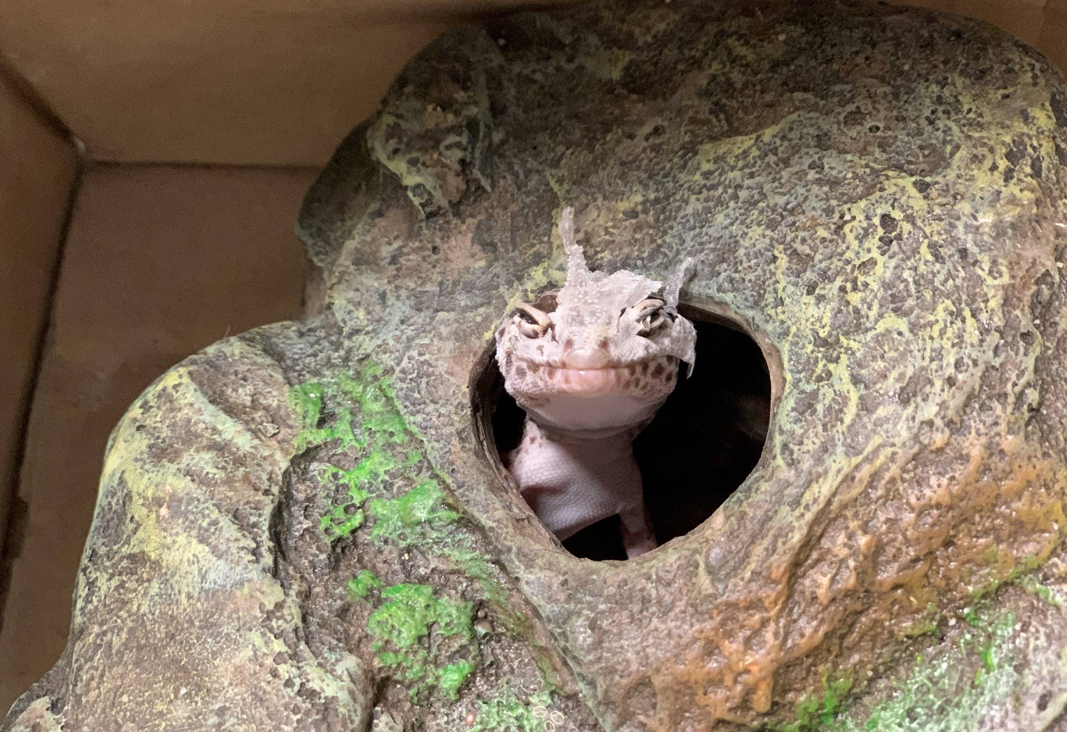 Diesen Gecko fand ein GEM-Mitarbeiter im Sperrmüll an der Helenastraße in Rheindahlen.