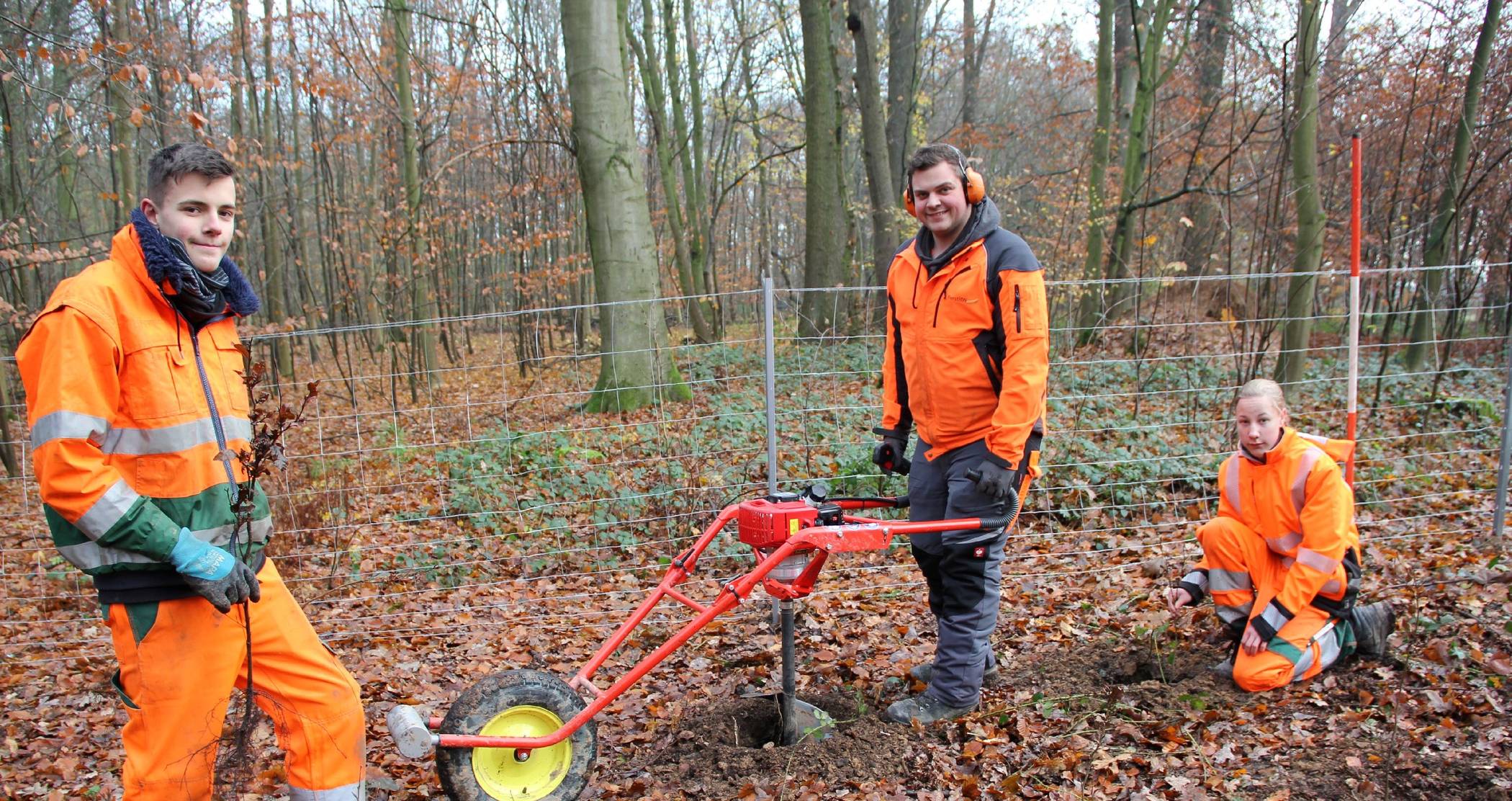   Forstwirt Bernd Radine (Mitte) leitet die Azubis Michael Querling (links) und Lars Christmann beim Einpflanzen der jungen Setzlinge im Herrenbusch an. 