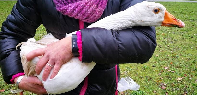 Was ist da passiert? Eine von vier aufgelesenen Gänsen im Arm einer Retterin vom Tiernotruf. Inzwischen ist die Gänseschar wieder komplett (s. rechts). 