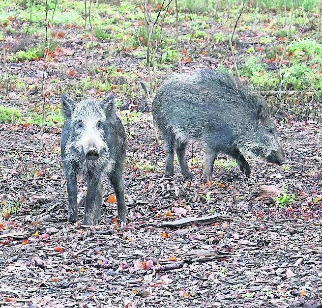  „Wir nennen ihn Frankie“, freut sich Bürgermeisterin Sabine Anemüller. Gemeint ist der Frischlingskeiler, der mit vier Weibchen ins Wildgehege gezogen ist. 