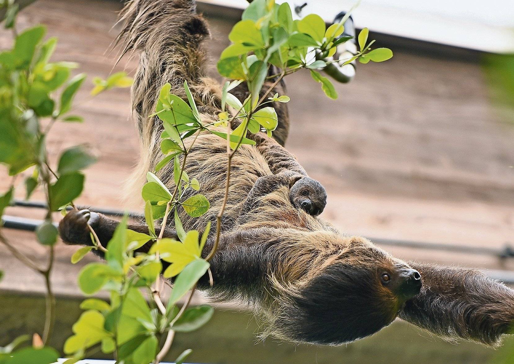 Krefelder Zoo: Jan und Lulu sind Rekord-Faultiere