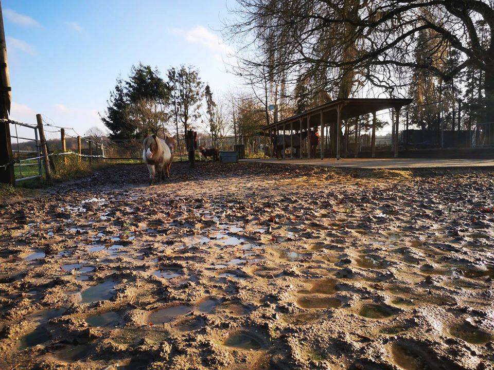  Die zwei- aber besonders die vierbeinigen Bewohner des Gnadenhofs in Weeze sind in großer Not und brauchen dringend Unterstützung, weil ihre Laufflächen derartig verschlammt sind und somit Sturz- und Verletzungsgefahr für die Tiere bestehen. 