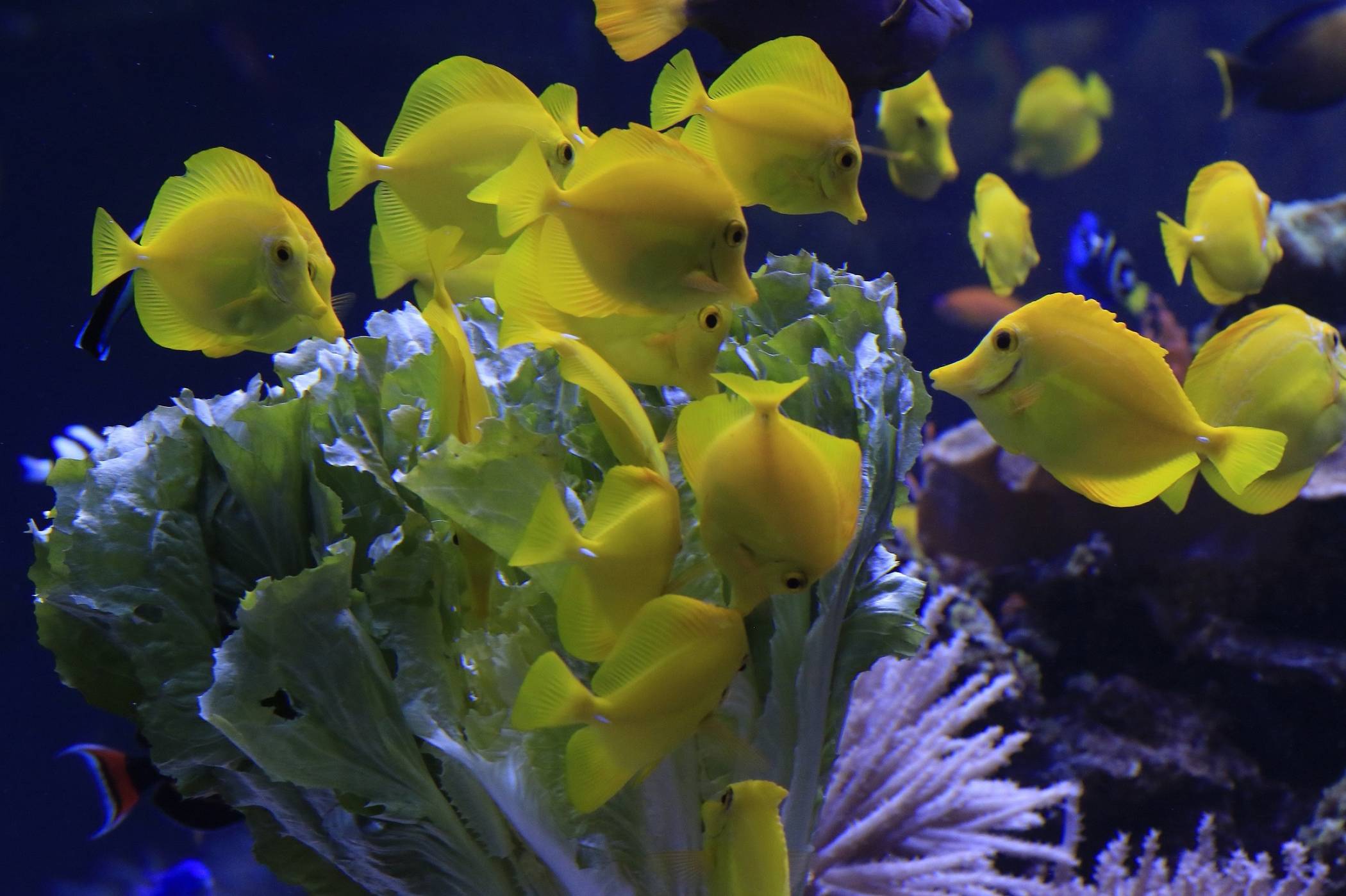  Einmal durchzählen, bitte: Gelbe Segelflossen-Doktorfische im Aquarium des Zoos Duisburg 