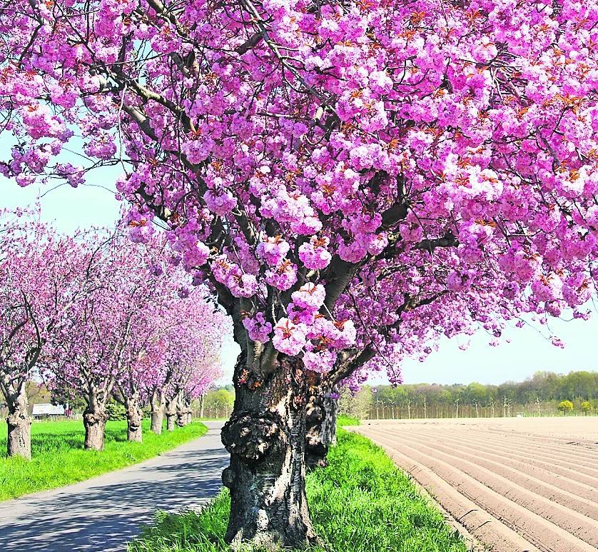 Man muss sich doch mal freuen dürfen: Frühling auf der Heronger Straße in Leuth. 