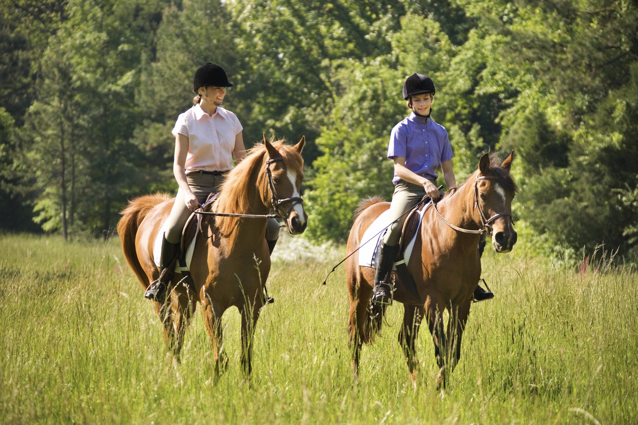   Der Rhein-Kreis Neuss bietet eine Reihe von Online-Diensten an. Auch den Antrag für Reitplaketten gibt es im Internet. 