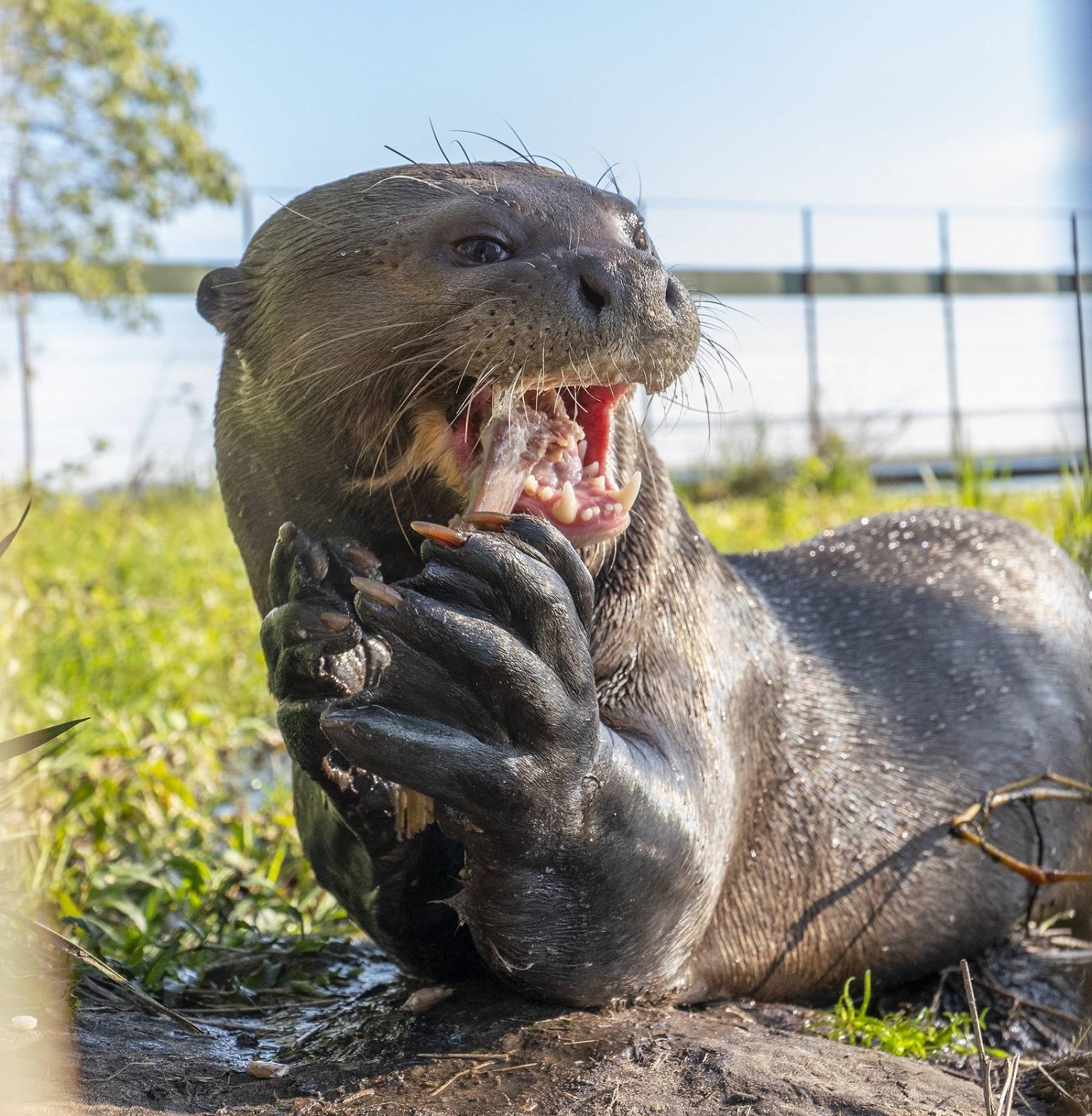 Riesenotter sind geschickte Jäger. Auch Alondra jagt erfolgreich...