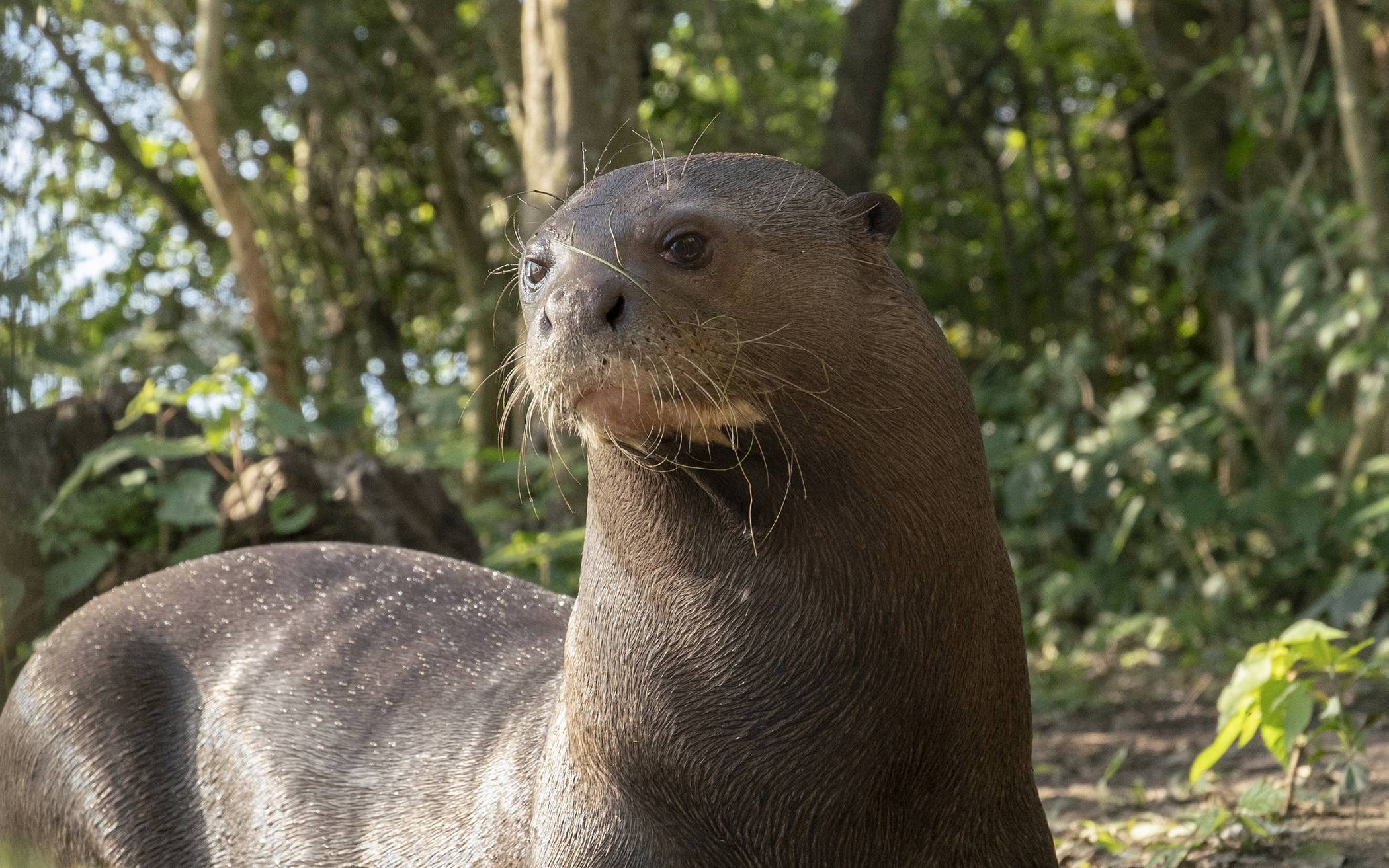 Erster wildlebender Riesenotter Argentiniens kommt aus Duisburg