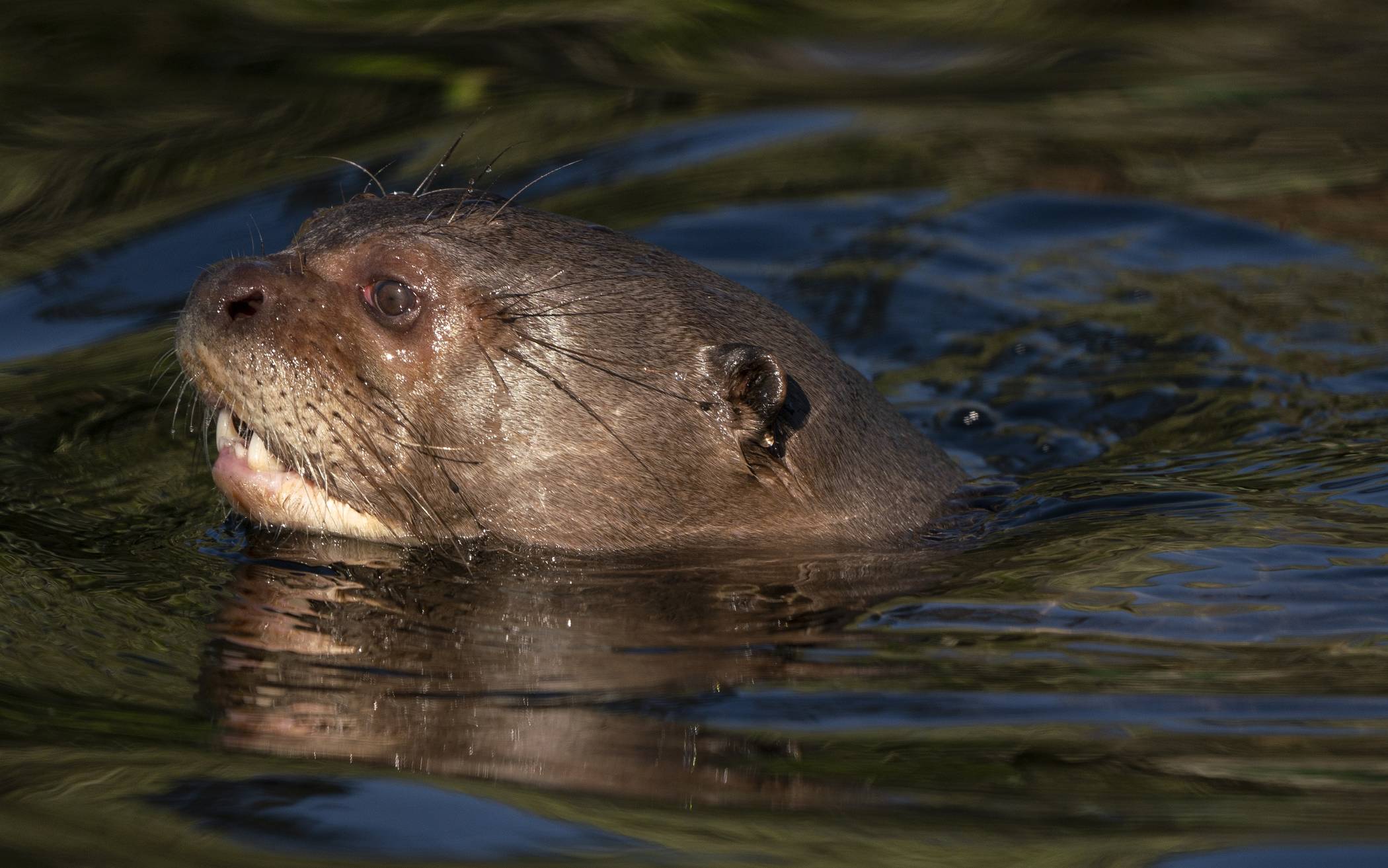 Alondra im Wasserteil des...