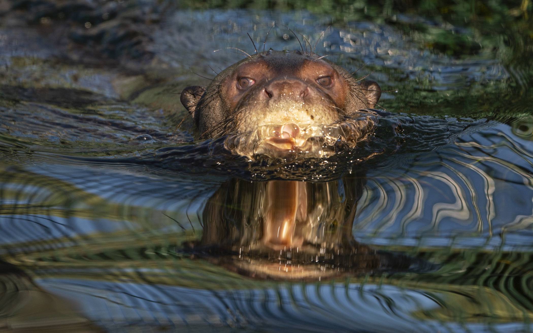 Alondra im Wasserteil des...