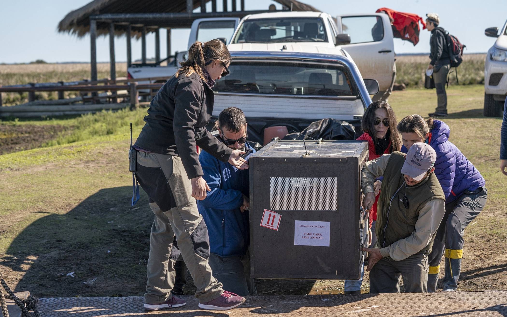 Alondra wird in ihrer Transportbox in das Vorbereitungsgehege...