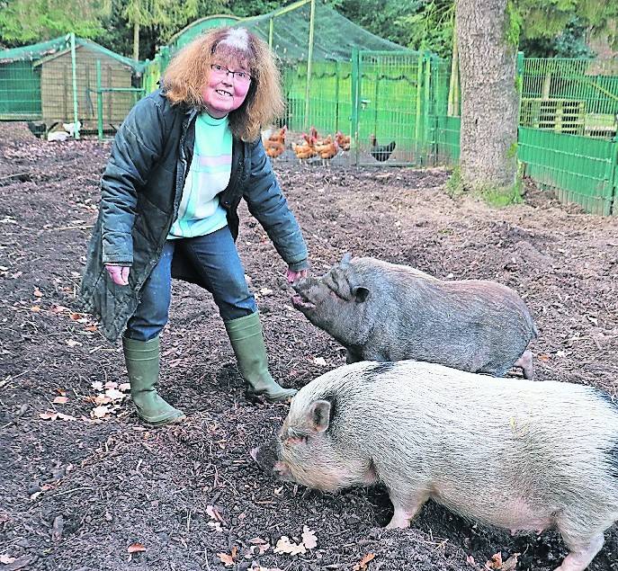  Die einstigen Hausschweine Bett und Woods haben Sofa gegen Stall tauschen müssen. 