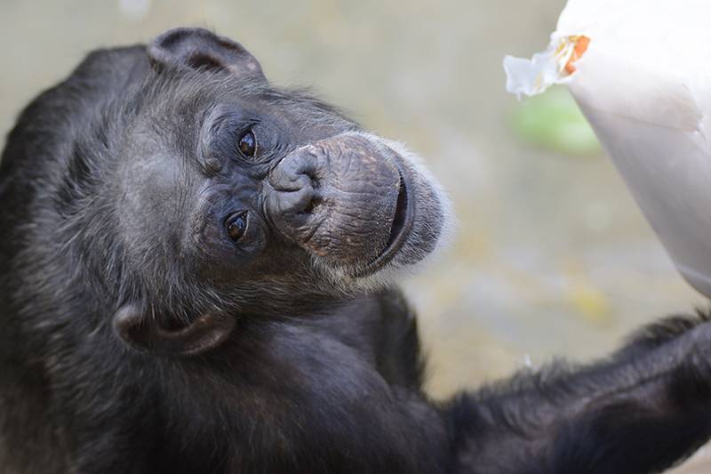 Klares Votum für Affenhaltung