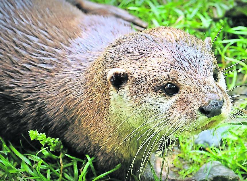  Zur Sonderausstellung „Lutra lutra: Der Fischotter“ werden die schönste Otter-Bilder gesucht. 