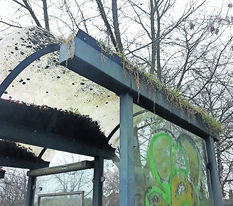  Katastrophale Zustände der Bushäuschen in Anrath - findet die FDP. Die Begrünung der Dächer der Bushäuschen als Konzept der CDU ginge dabei vollkommen an der Realität vorbei. Links zeigt das Bushäuschen vor der Reinigung durch die Stadt - rechts wie sie aktell wieder aussehen. 