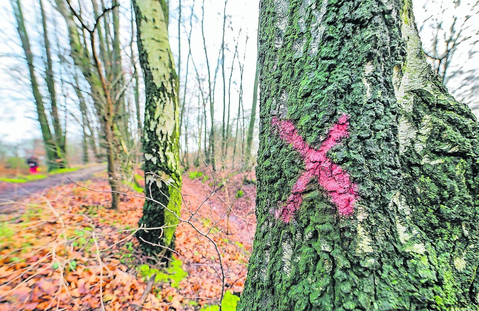  Sind so viele Kreuze...! Talkrunde an der Dahler Landwehr mit Günter Wessels, NABU Viersen, Kurt Sasserath, NABU Mönchengladbach, Felix Heinrichs, SPD-OB-Kandidat, Hajo Siemes, Grünen-Fraktionssprecher, Werner Stops, mags-Revierförster, und Dr. Boris Wolkowski, Grünen-OB-Kandidat (v. l.). 