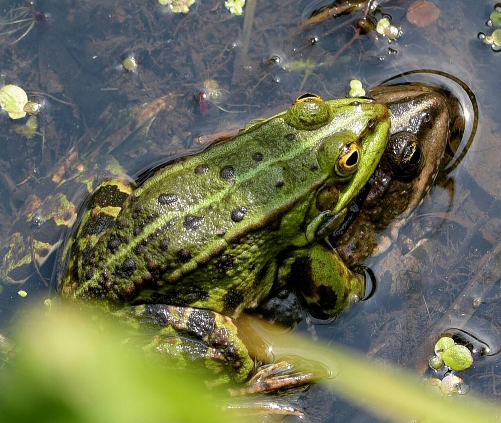  In diesem Jahr sind die Amphibien besonders früh unterwegs. Die milden Temperaturen und die feuchte Witterung verleiten die Winterschläfer zum Erwachen und zum Beginn der alljährlichen Wanderung zu ihren Laichgewässern. Aus diesem Grund wird der Niersweg (zwischen der L29 Venloer Straße und Mühlenbruch) und der Wirtschaftsweg In der Donk (zwischen Am Buschhof und Donkweg) ab morgigen Montag, 17. Februar gesperrt. Bei den Wegen handelt es sich um zwei stark frequentierte Bereiche im Stadtgebiet. Auf allen anderen Wegen und Straßen ist aber auch mit Amphibien zu rechnen. Aus Rücksicht auf die Tiere sollte man möglichst auf Fahrten während der Dämmerung und der Nacht auf Feld- und Waldwegen verzichten. 