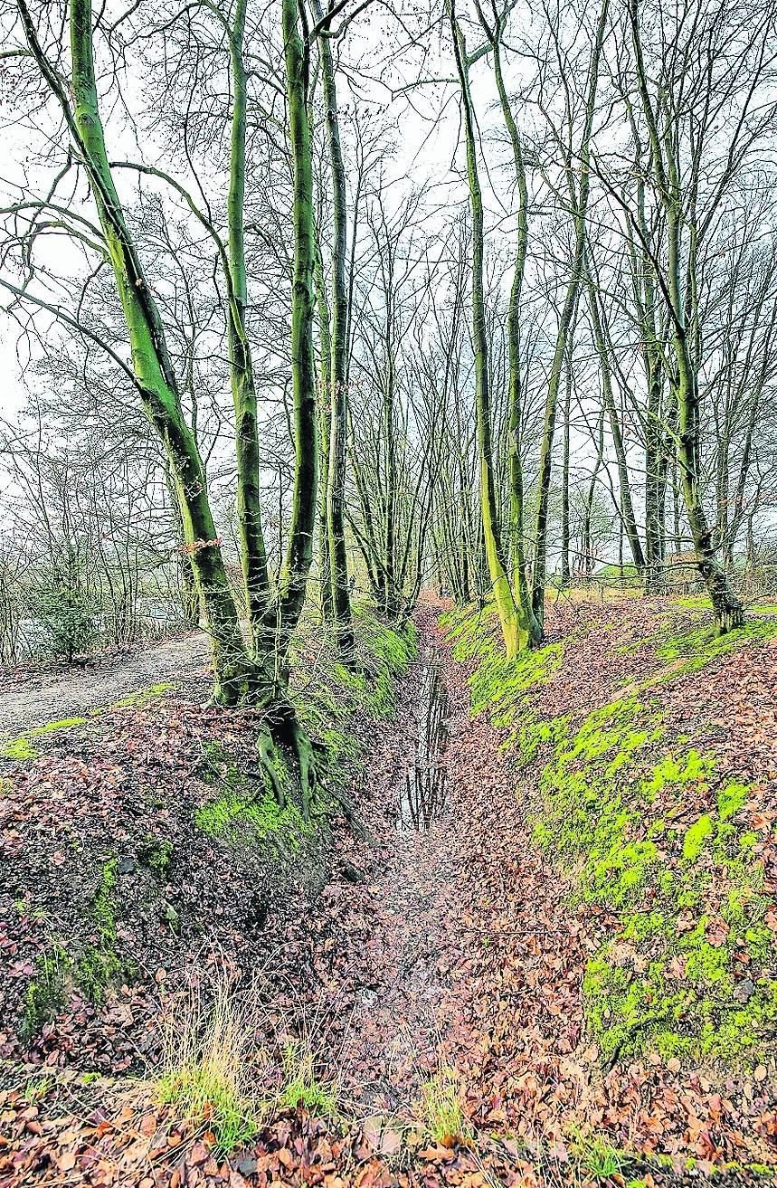 Die Baumfällarbeiten an der Dahler Landwehr stehen bevor – immerhin: 20 sind erst einmal von der Liste runter.