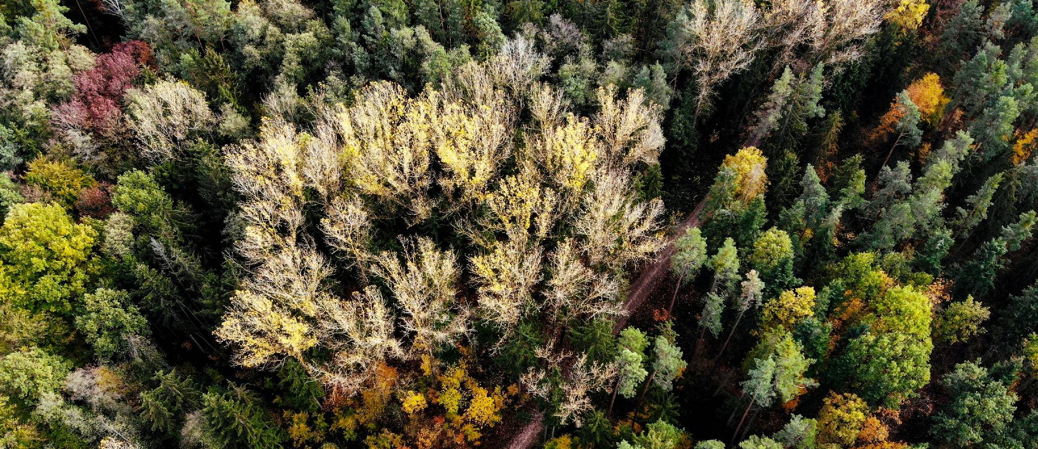   „Mehr Bäume dienen der Natur und dem Klimaschutz“: Landrat Hans-Jürgen Petrauschke hat zur Bereitstellung von Land für die Waldvermehrung aufgerufen. 