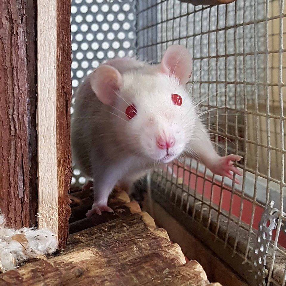  28 aus einem Labor in Norddeutschland gerettete Rattenmädchen haben im Tierheim Moers ein Zuhause auf Zeit gefunden. 