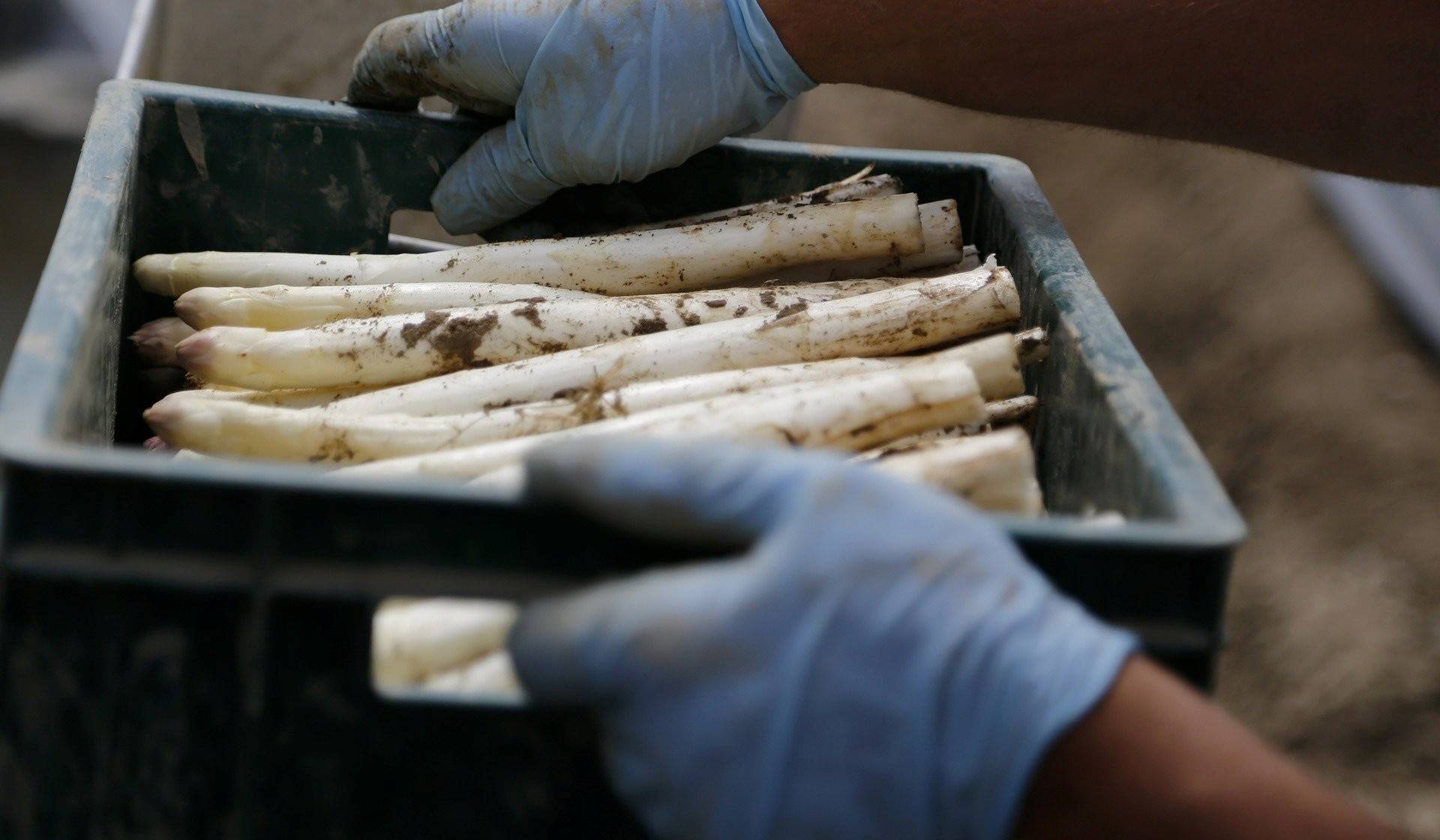 Unter anderem für die Spargelernte werden Leute gesucht.