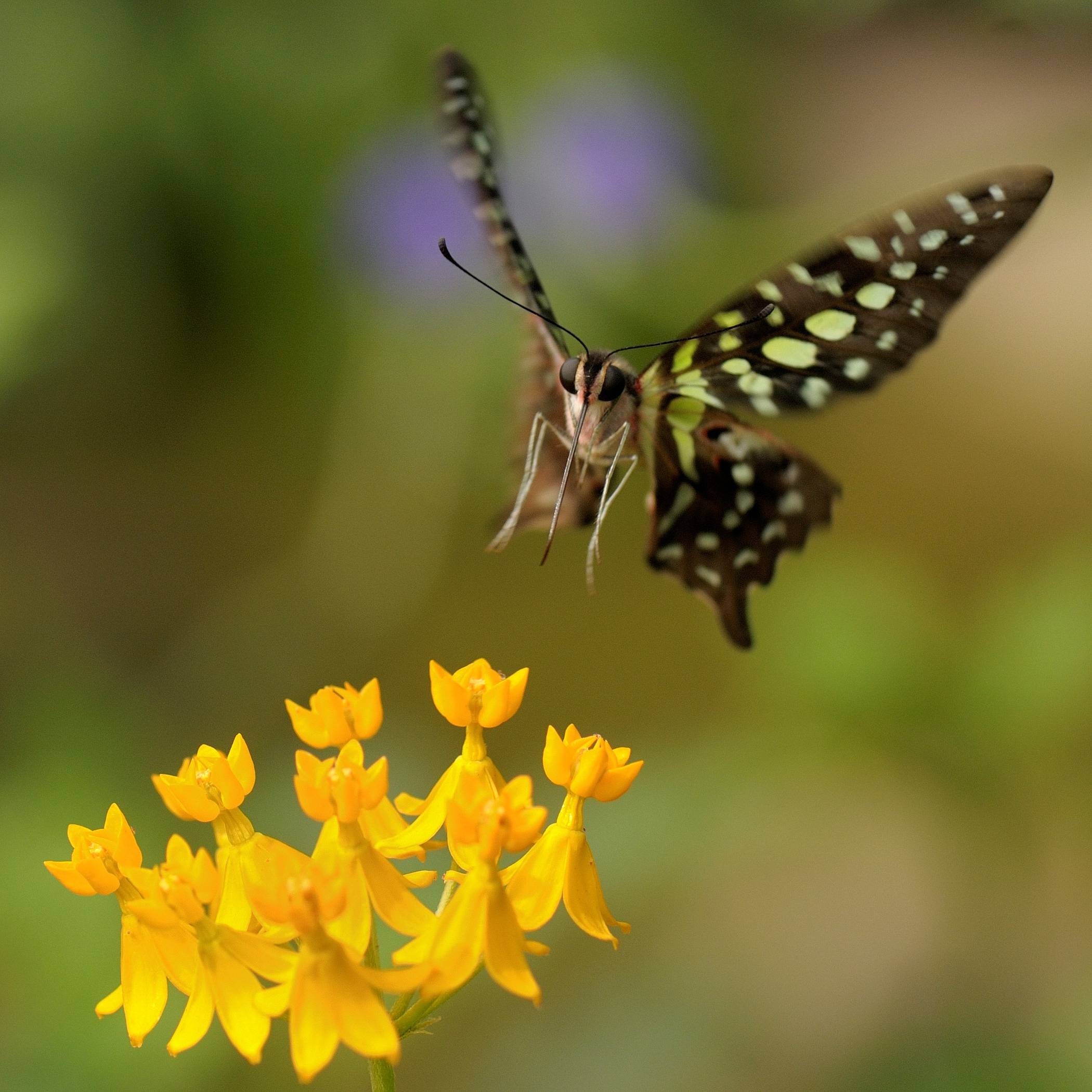Krefelder Zoo geht auf Sendung: Livestream aus dem Schmetterlingsdschungel