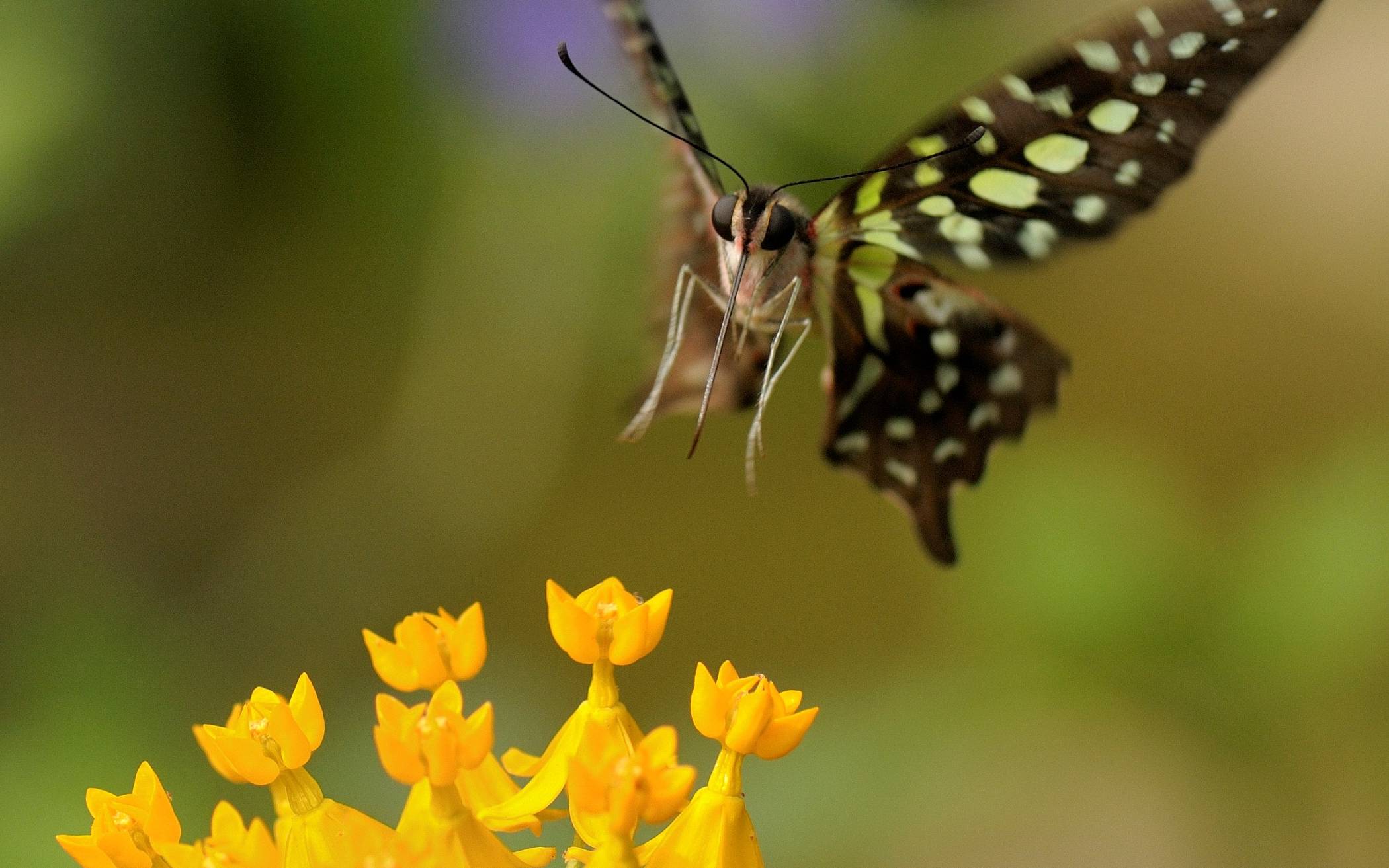 Livestream aus dem Schmetterlingsdschungel