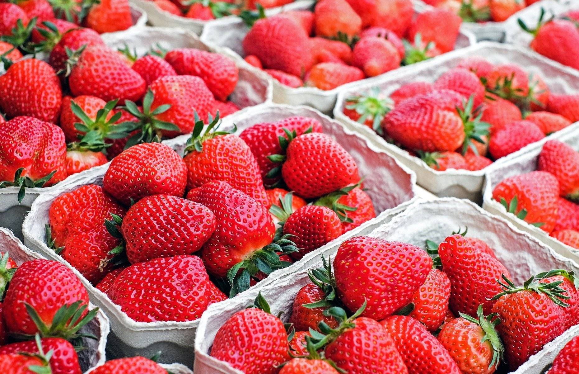 Viele Erdbeerbauern in der Region fürchten um ihre Ernte, weil Saisonarbeiter fehlen.