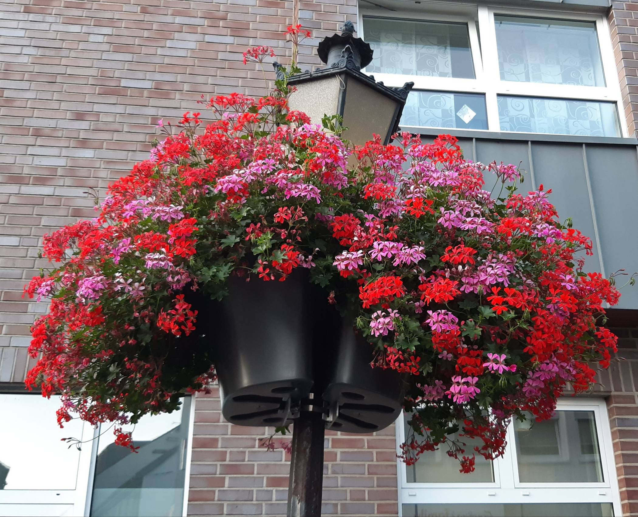 St. Tönis begrüßt Kunden mit bunten Blumenampeln und Plakaten: „Danke, dass Ihr uns treu bleibt!“