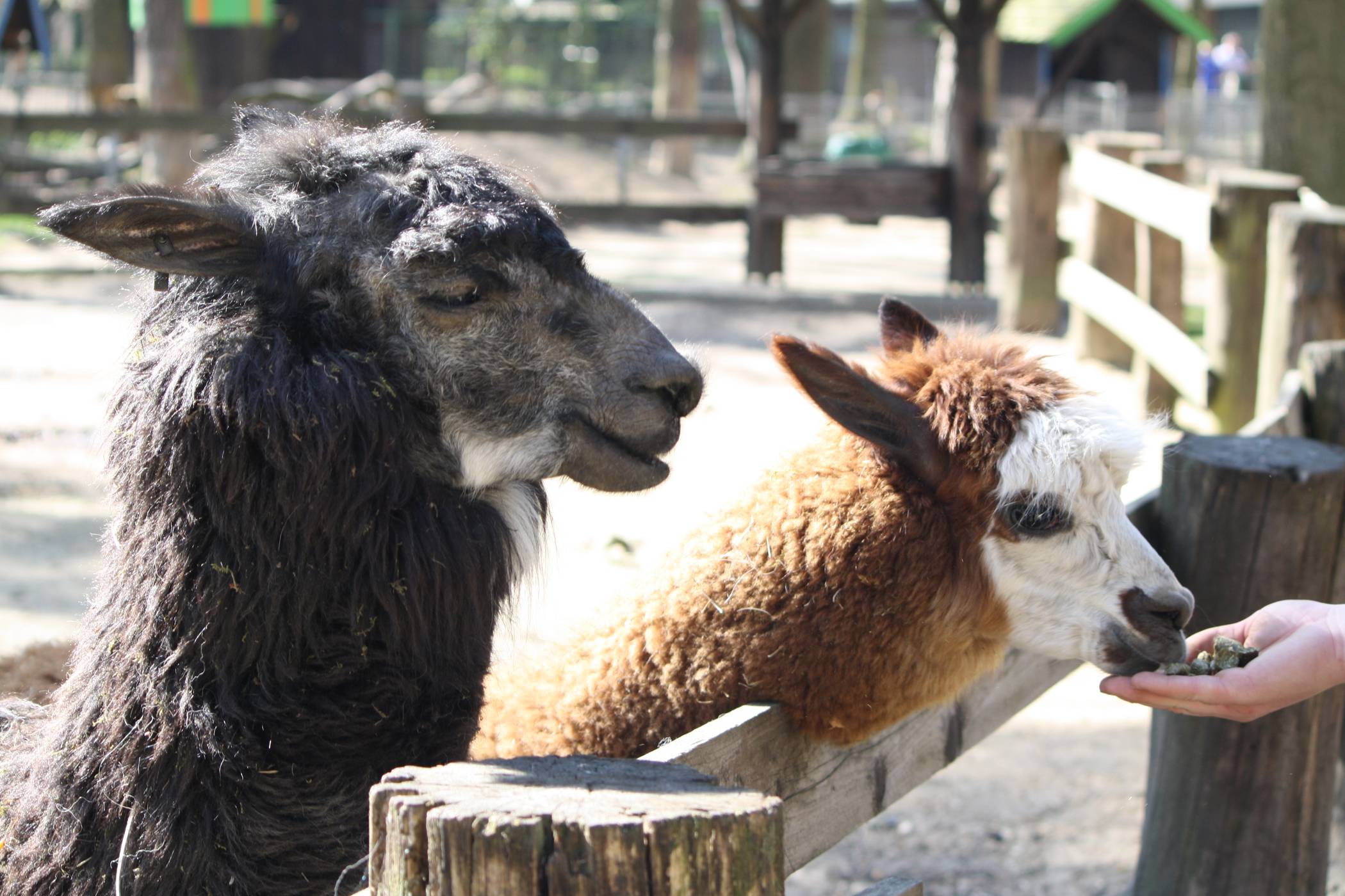 Die Tiere brauchen weiterhin Futter und Pflege.