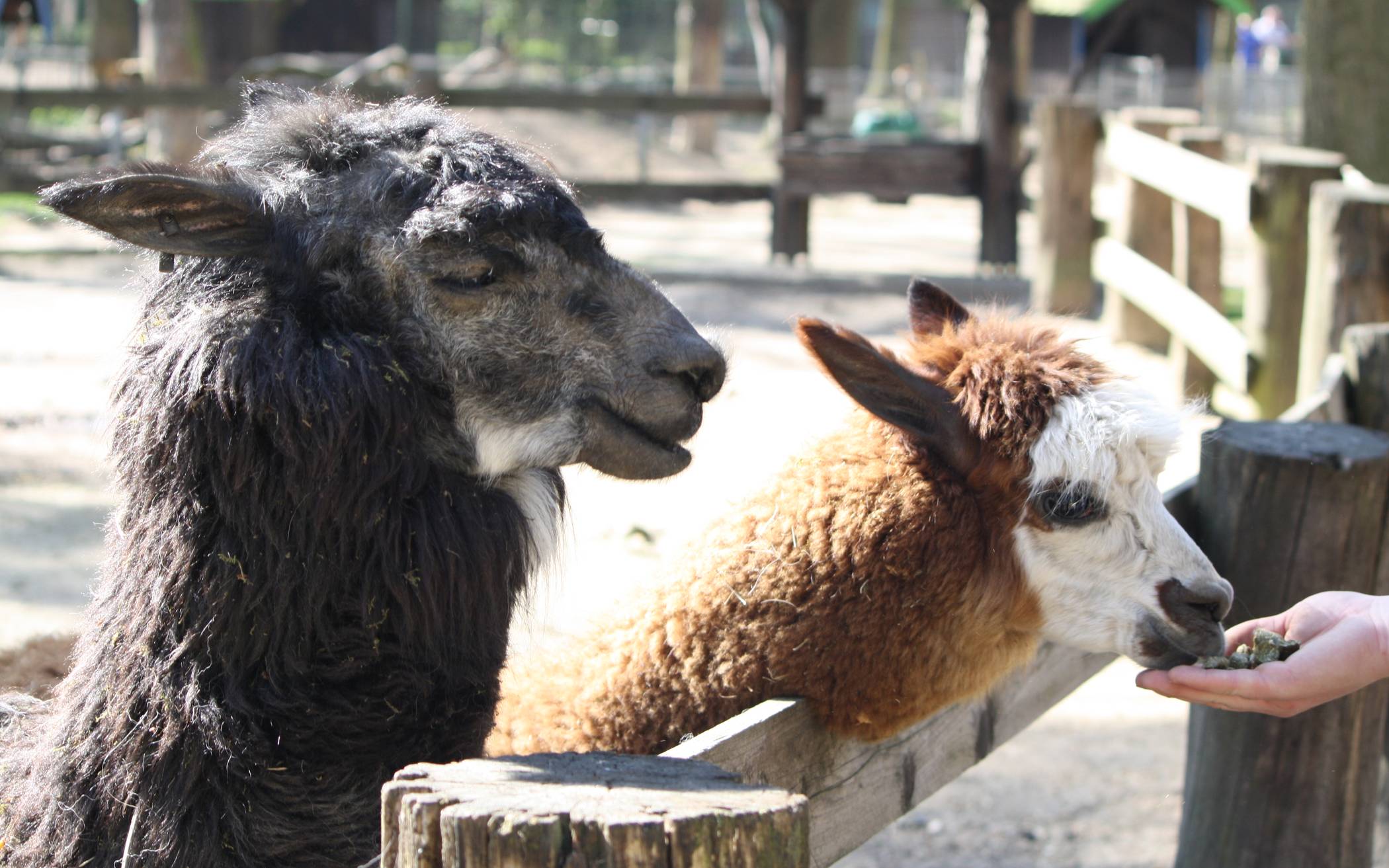 Die Tiere brauchen weiterhin Futter und Pflege.
