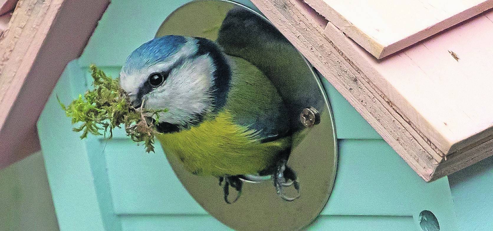 Die Initiative „Willich blüht“ hat ein Crowdfundingprojekt für mehr Nistkästen gestartet.