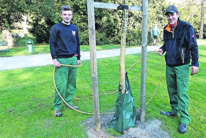 Helfen bei der Baumbewässerung: die beiden FÖJler Noah Netta und Philipp Klein (rechts) im Schlosspark.