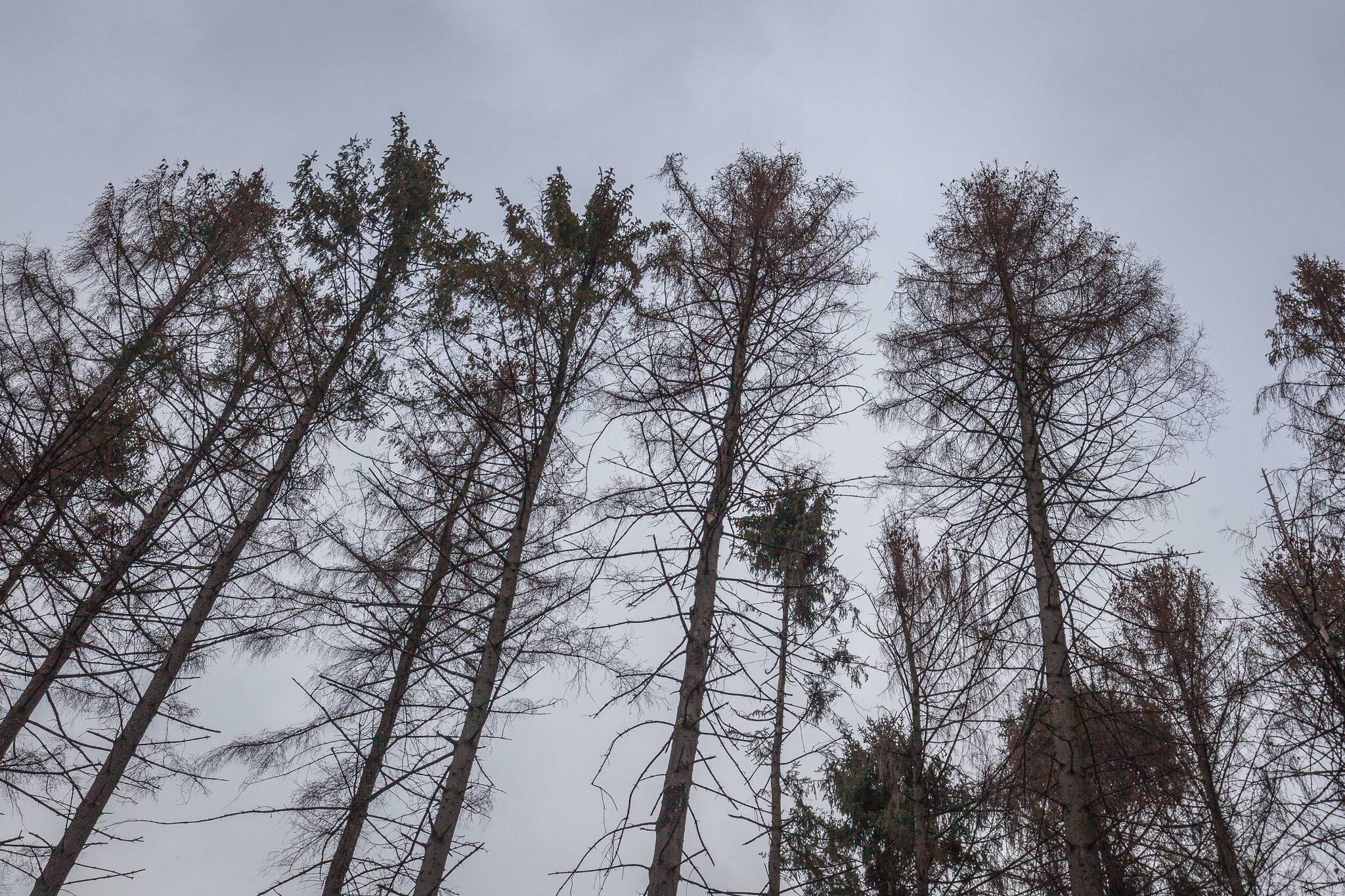  Ein Großeinsatz im benachbarten Naturschutzgebiet de Meinweg hat es gezeigt: Die Waldbrandgefahr ist hoch. Auch in Mönchengladbach leiden die Bäume, wie diese Fichten, unter der starken Trockenheit. 