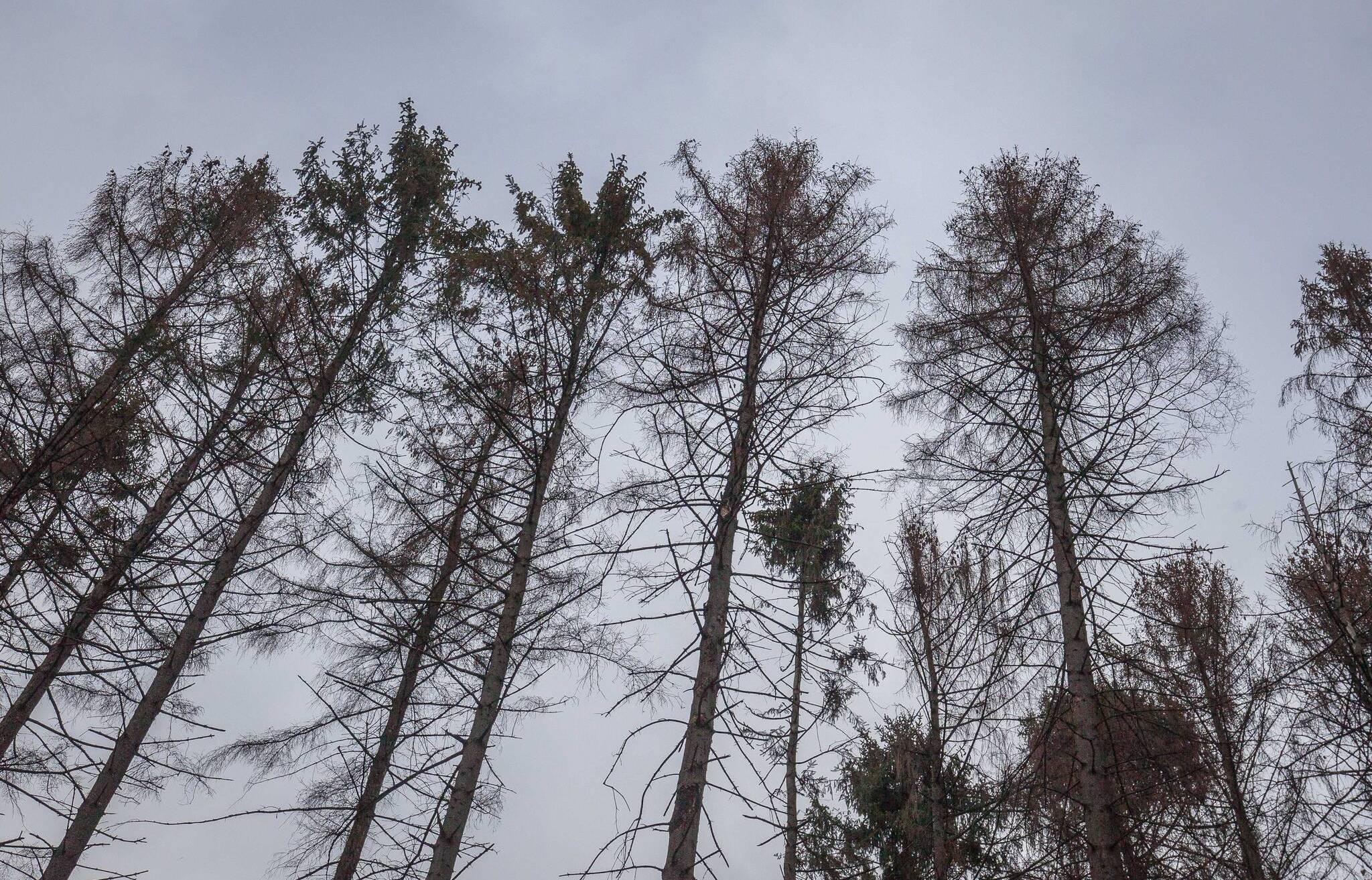 Ein Großeinsatz im benachbarten Naturschutzgebiet de Meinweg hat es gezeigt: Die Waldbrandgefahr ist hoch. Auch in Mönchengladbach leiden die Bäume, wie diese Fichten, unter der starken Trockenheit.