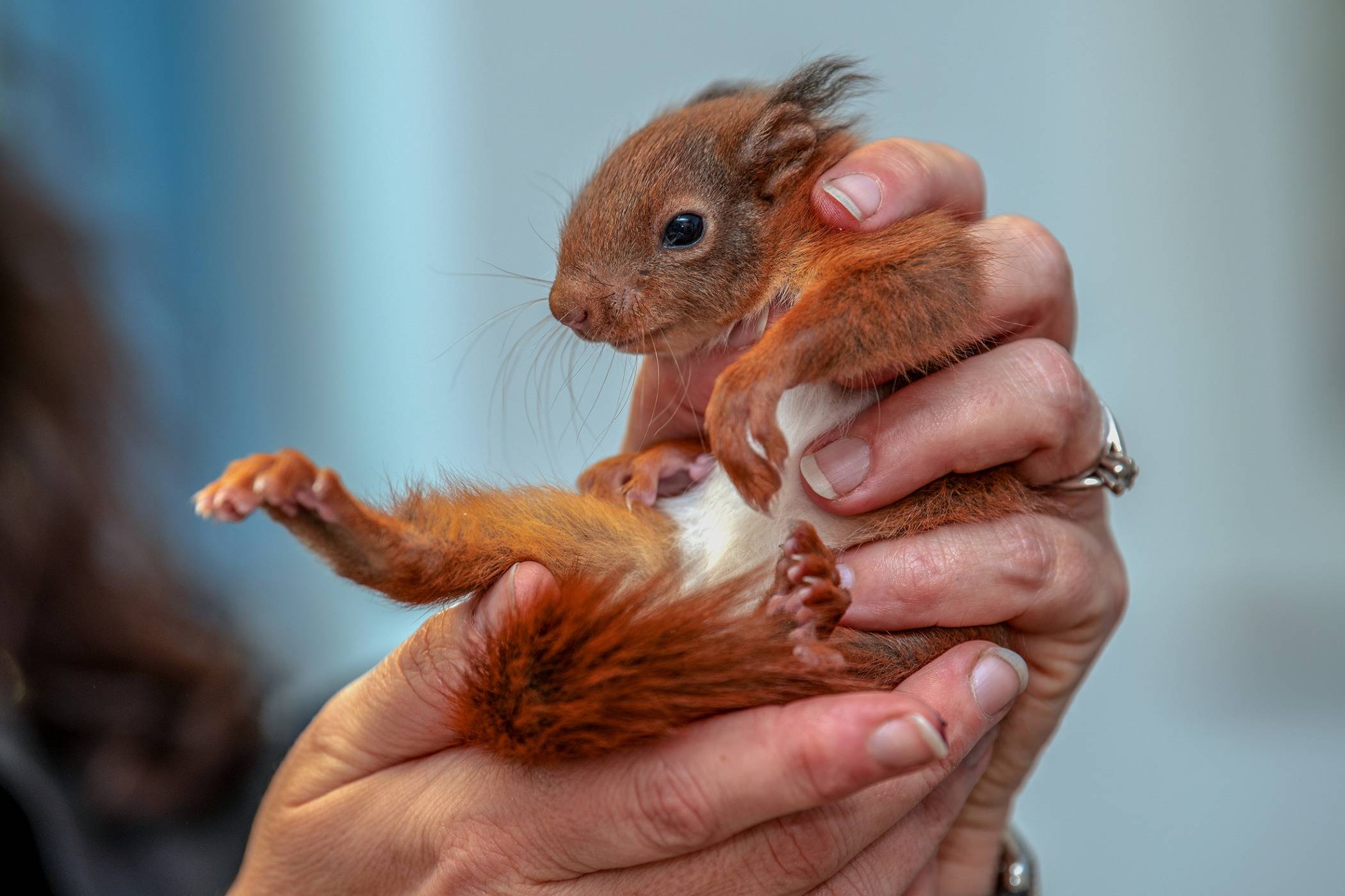  Nehmen Sie nicht voreilig Jungtiere auf, meist wird der Nachwuchs noch von den Eltern weiterversorgt. 
