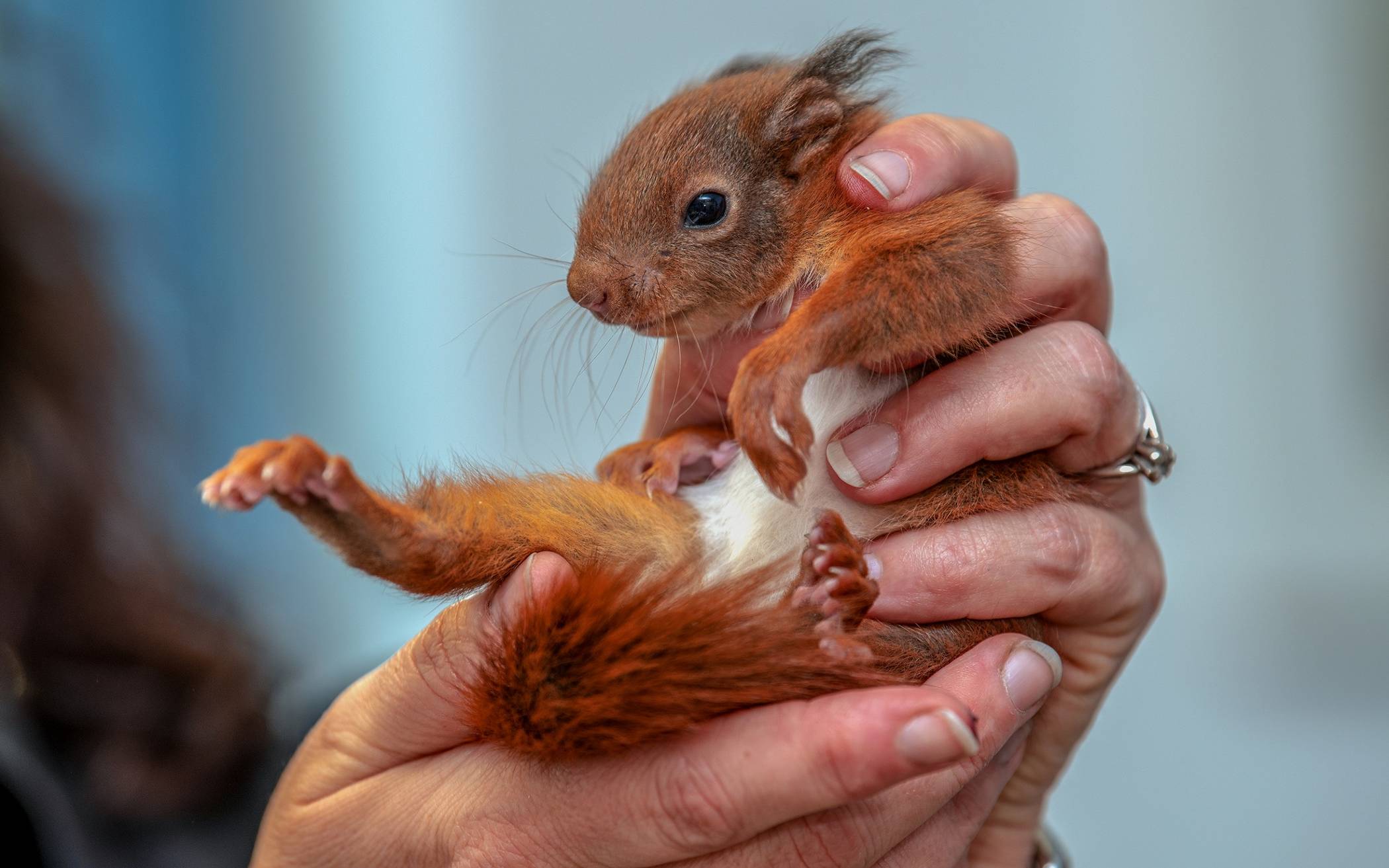 Nehmen Sie nicht voreilig Jungtiere auf, meist wird der Nachwuchs noch von den Eltern weiterversorgt.