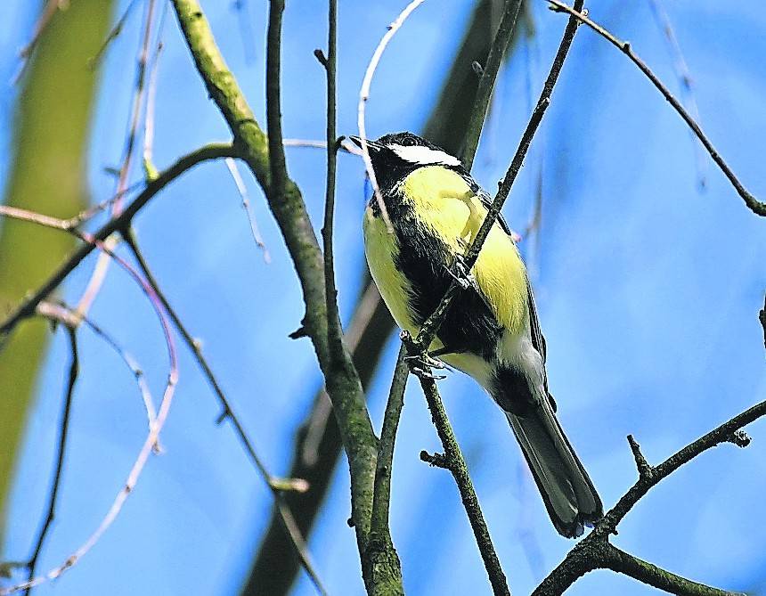  Sie haben eine Meise? Oder zwei? Bitte mitmachen! 