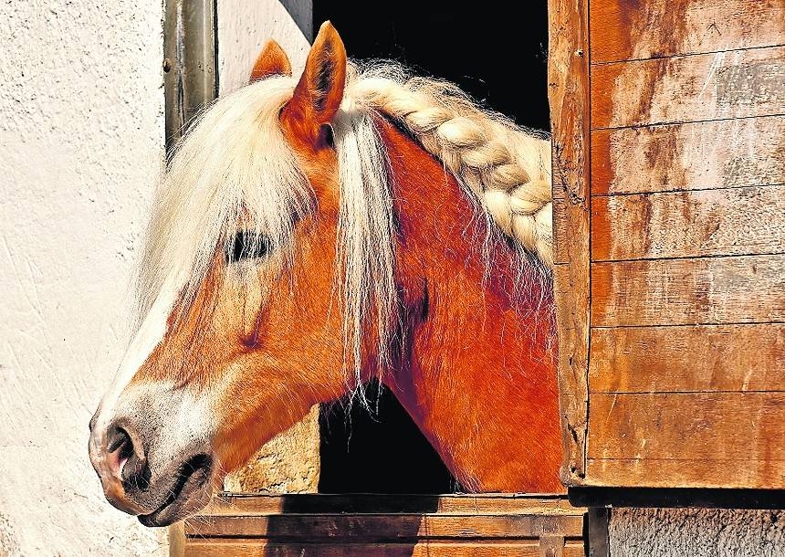 Der Betrieb auf Reiterhöfen ist derzeit stark eingeschränkt. Das könnte sich mit weiteren Lockerungen ändern.